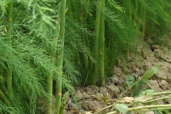 大白菜根腐病的防治方法,与非十字花科蔬菜轮作可减轻病害