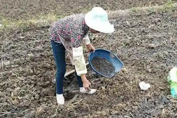 大白菜根腐病的防治方法,与非十字花科蔬菜轮作可减轻病害