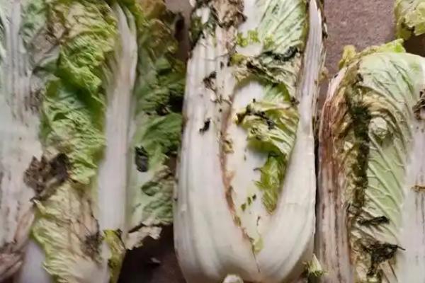 大白菜根腐病的防治方法,与非十字花科蔬菜轮作可减轻病害