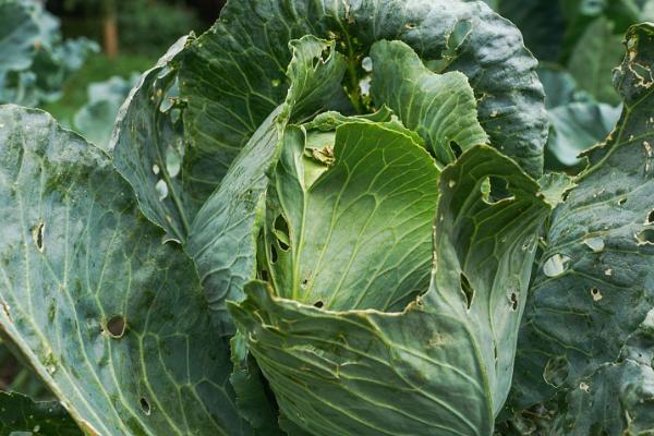 大白菜根腐病的防治方法,与非十字花科蔬菜轮作可减轻病害
