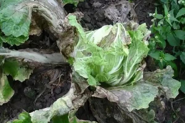 大白菜根腐病的防治方法,与非十字花科蔬菜轮作可减轻病害