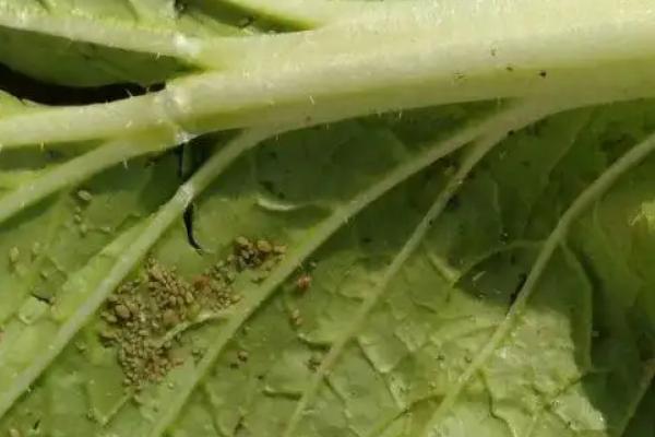大白菜根腐病的防治方法,与非十字花科蔬菜轮作可减轻病害