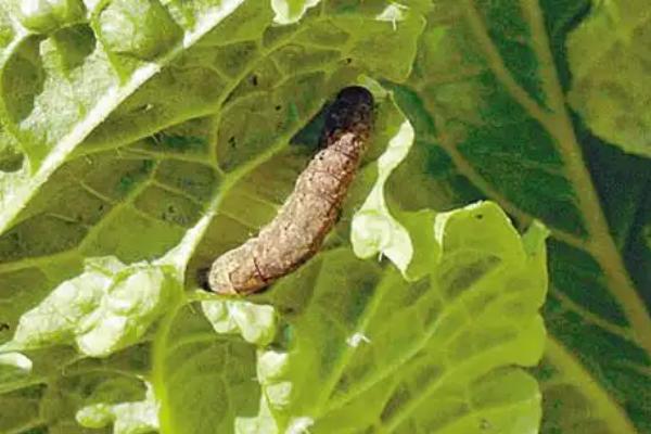大白菜根腐病的防治方法,与非十字花科蔬菜轮作可减轻病害