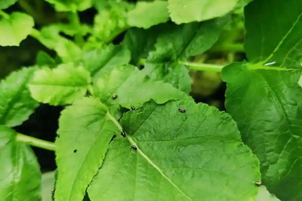 大白菜根腐病的防治方法,与非十字花科蔬菜轮作可减轻病害