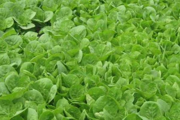 大白菜苗期病害与防治,常见病害有霜霉病、软腐病、黑斑病