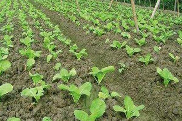 大白菜苗期病害与防治,常见病害有霜霉病、软腐病、黑斑病