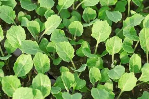 大白菜苗期病害与防治,常见病害有霜霉病、软腐病、黑斑病