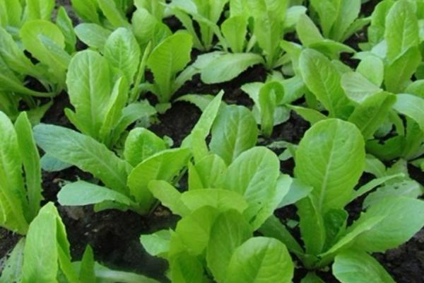 大白菜苗期病害与防治,常见病害有霜霉病、软腐病、黑斑病