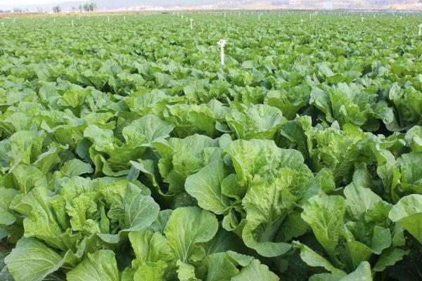 大白菜苗期病害与防治,常见病害有霜霉病、软腐病、黑斑病