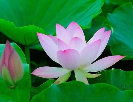 花瓣的密码——斐波那契数列