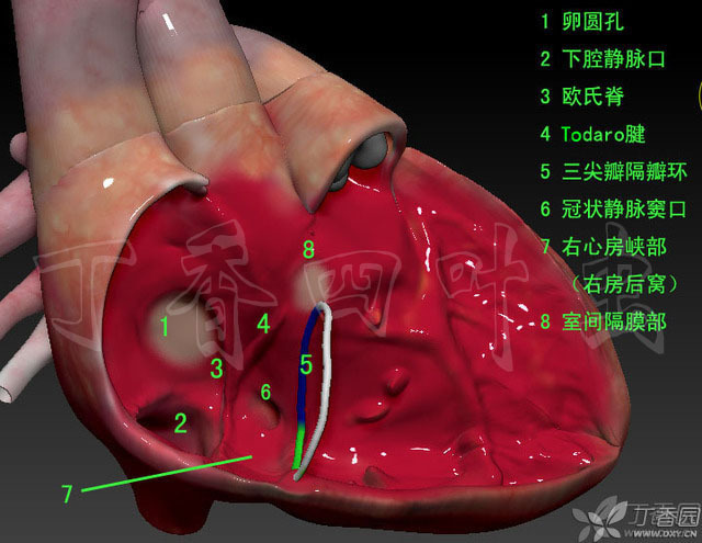 虫哥b站_虫哥现身_虫哥说图系列5
