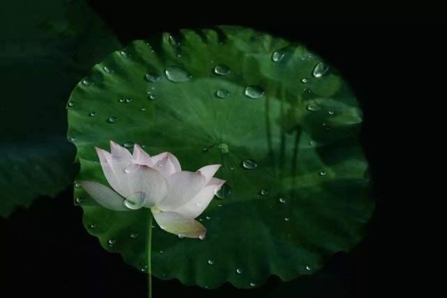 盘点最先掌握“纳米技术”的动物与植物！