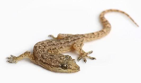 盘点最先掌握“纳米技术”的动物与植物！