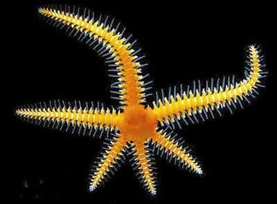 盘点最先掌握“纳米技术”的动物与植物！