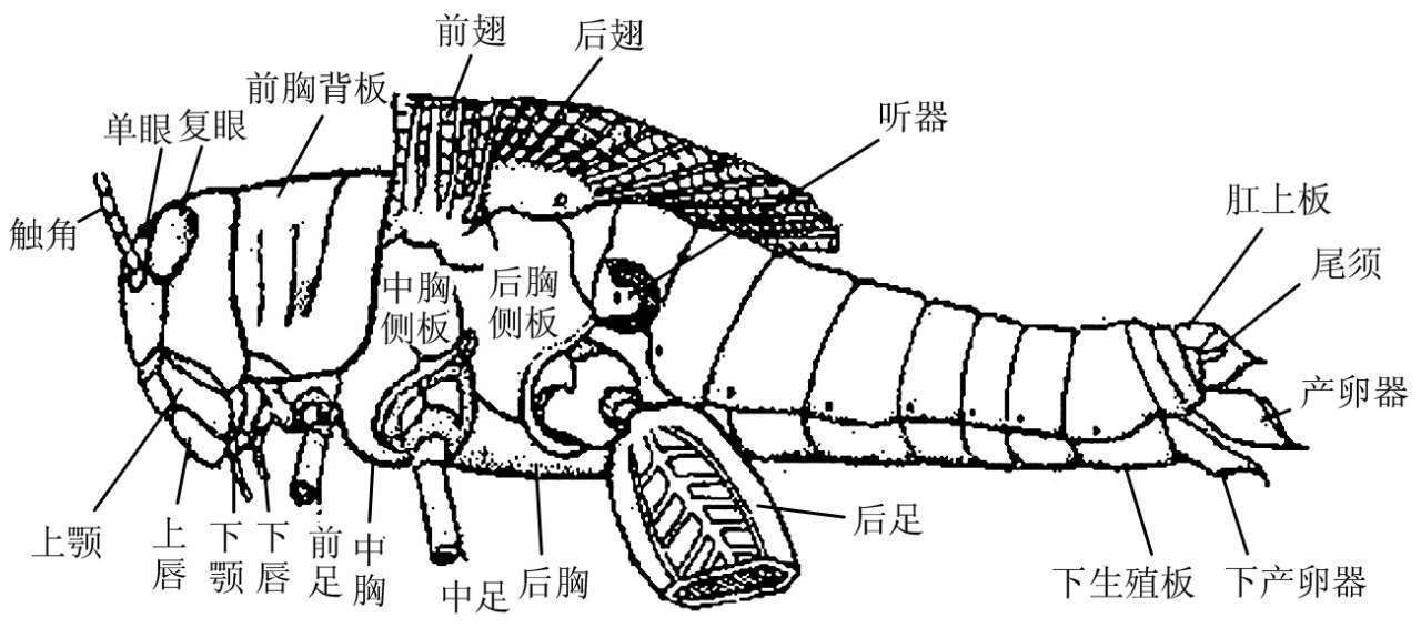 第二节 昆虫的外部形态