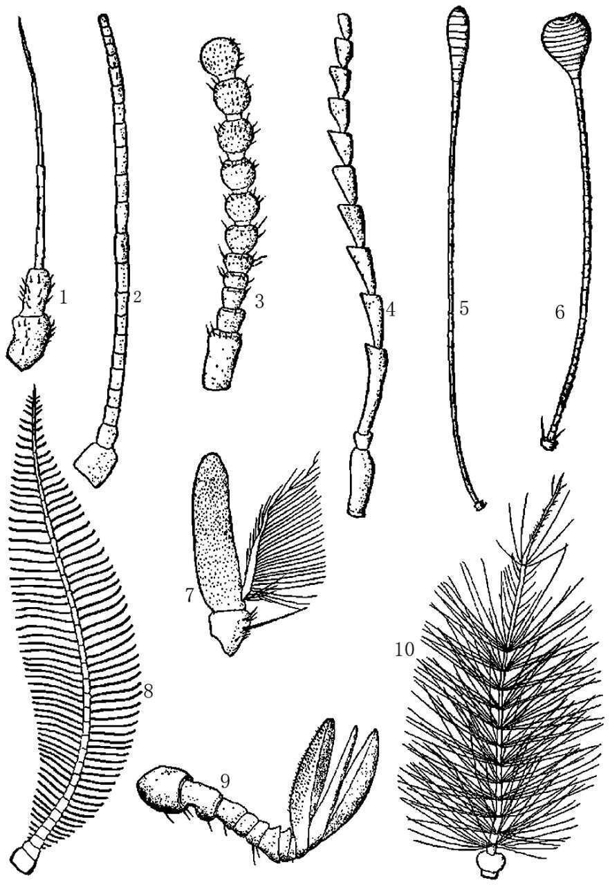 蝗虫的外部形态图_昆虫体壁结构_昆虫体躯构造