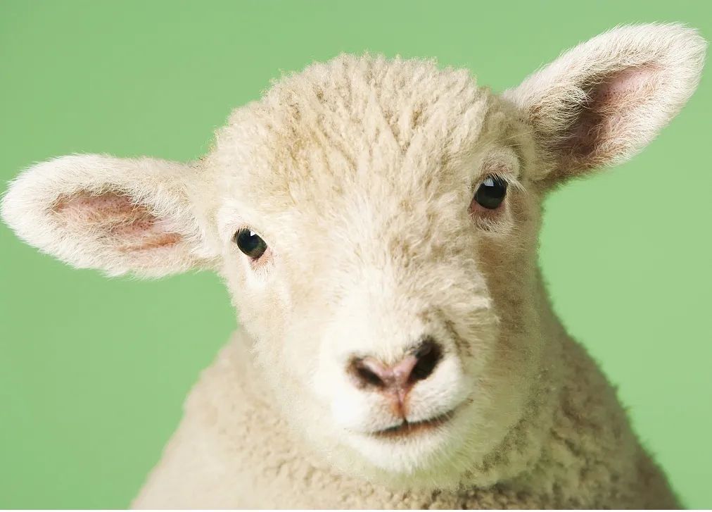 pg下载麻将胡了安卓专属特惠.安卓应用版本.中国 科普丨什么是绵羊痘和山羊痘