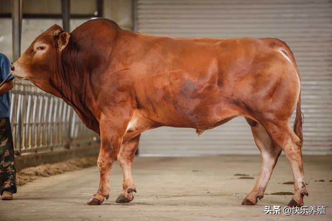 人感染羊痘病毒的治疗_一免两灭三消毒_牛结节病预防