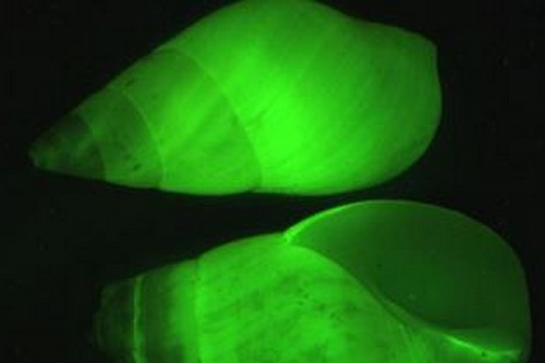 真实单个萤火虫图_发光动物种类_生物发光现象