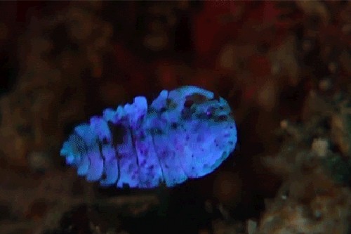 真实单个萤火虫图_发光动物种类_生物发光现象