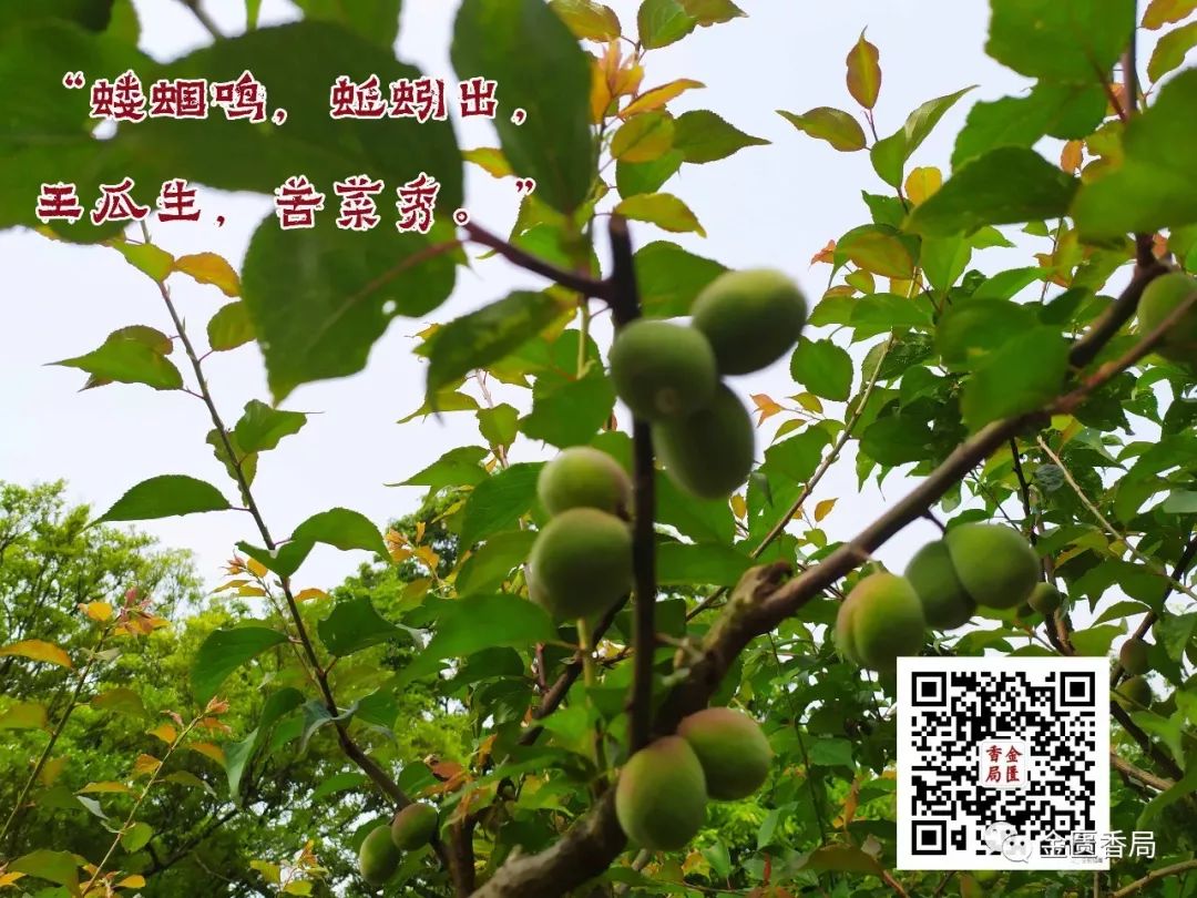 涂香-立夏香事