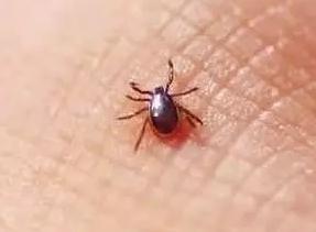 pg下载网站麻将胡了 惊险！安徽一女子险丧命！因为这虫