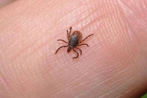 pg下载官方认证 被这种虫咬过可能危及生命，4-6月高发，带孩子出门这些地方别去