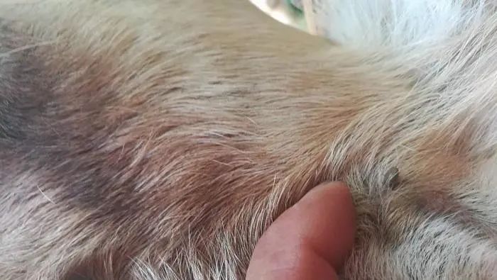 蜱虫叮咬处理方法_脾虫咬后的伤口图_蜱虫的危害与预防