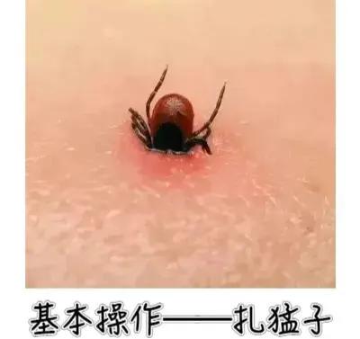 蜱虫叮咬的危害与预防_被蜱虫咬伤的处理方法_脾虫咬后的伤口图