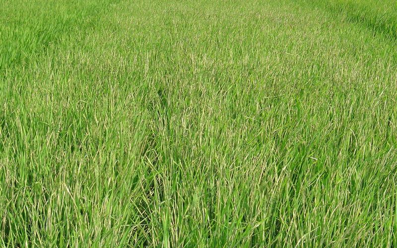 草地贪夜蛾监测预警体系_中国植保病虫草害图谱_小麦条锈病防治技术