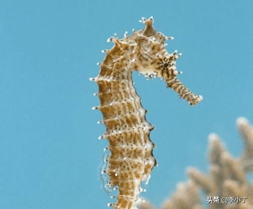 中国地图公鸡日本虫子_国家地图形状_朝鲜地图像什么