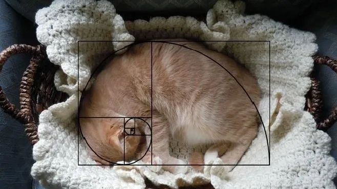 数学之美 | 斐波那契数列