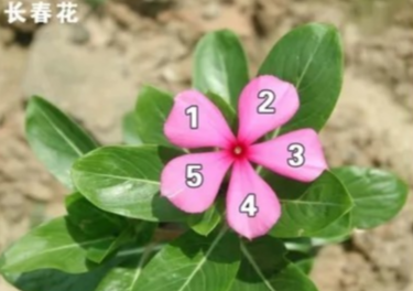 斐波那契数列兔子繁殖问题_斐波那契数列生活应用_自然之美斐波那契数列