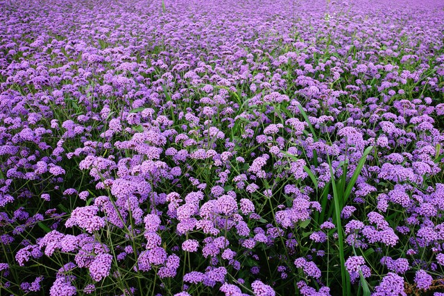 蔡格尼克效应如何帮助孩子_孩子磨蹭怎么办_蔡格尼克效应生活应用