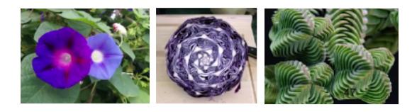 黄金分割数与斐波那契数列_斐波那契数列应用_斐波那契数列生活应用