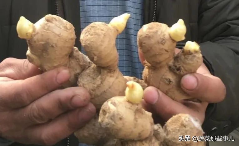 姜病虫害管理_姜病害防冶_大姜病虫害防治图