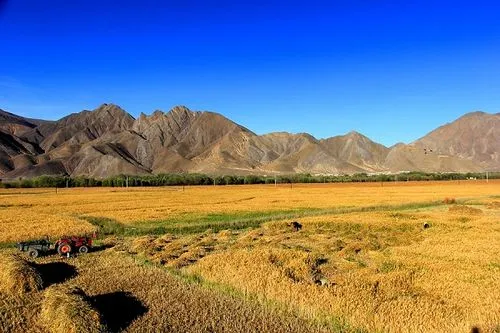 秋天落叶情感_秋天是一个恋爱的季节_秋日梧桐树落叶