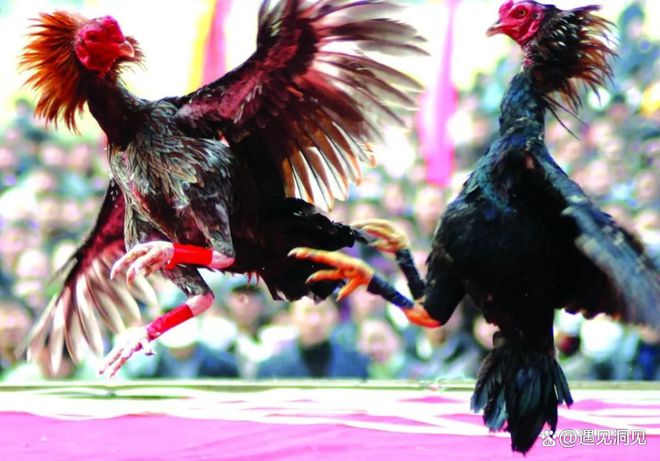 懦夫博弈生活应用_懦夫博弈策略_博弈论懦夫博弈模型