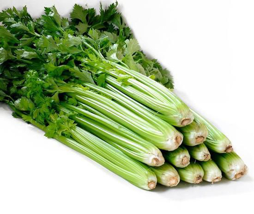 芹菜叶柄的横切面图片_蔬菜新鲜度辨别方法_挑选蔬菜技巧