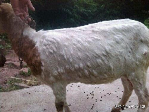 山羊痘防治方法_山羊痘症状_羊痘病的治疗