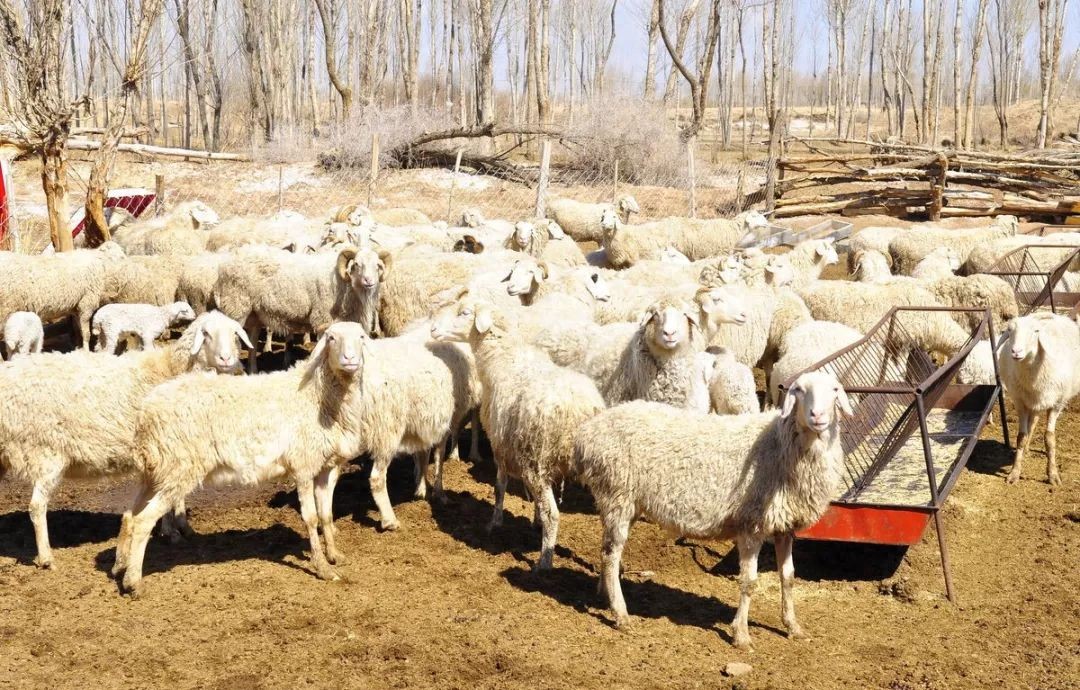 羊痘预防措施_羊痘病的治疗_病羊处理方法