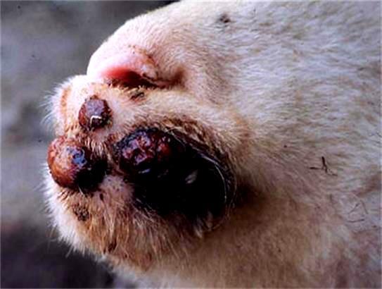 羊痘病的治疗_羊口疮症状与治疗_羊传染性脓包病治疗