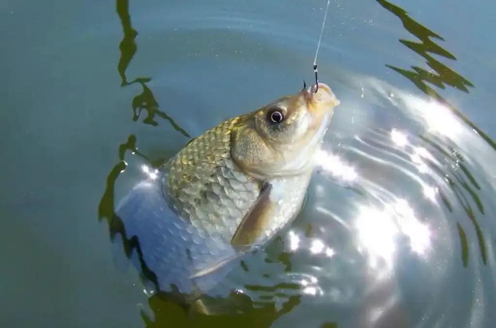野钓鲫鱼调漂法_鲫鱼吃饵信号解读_用红虫钓鱼怎么调漂