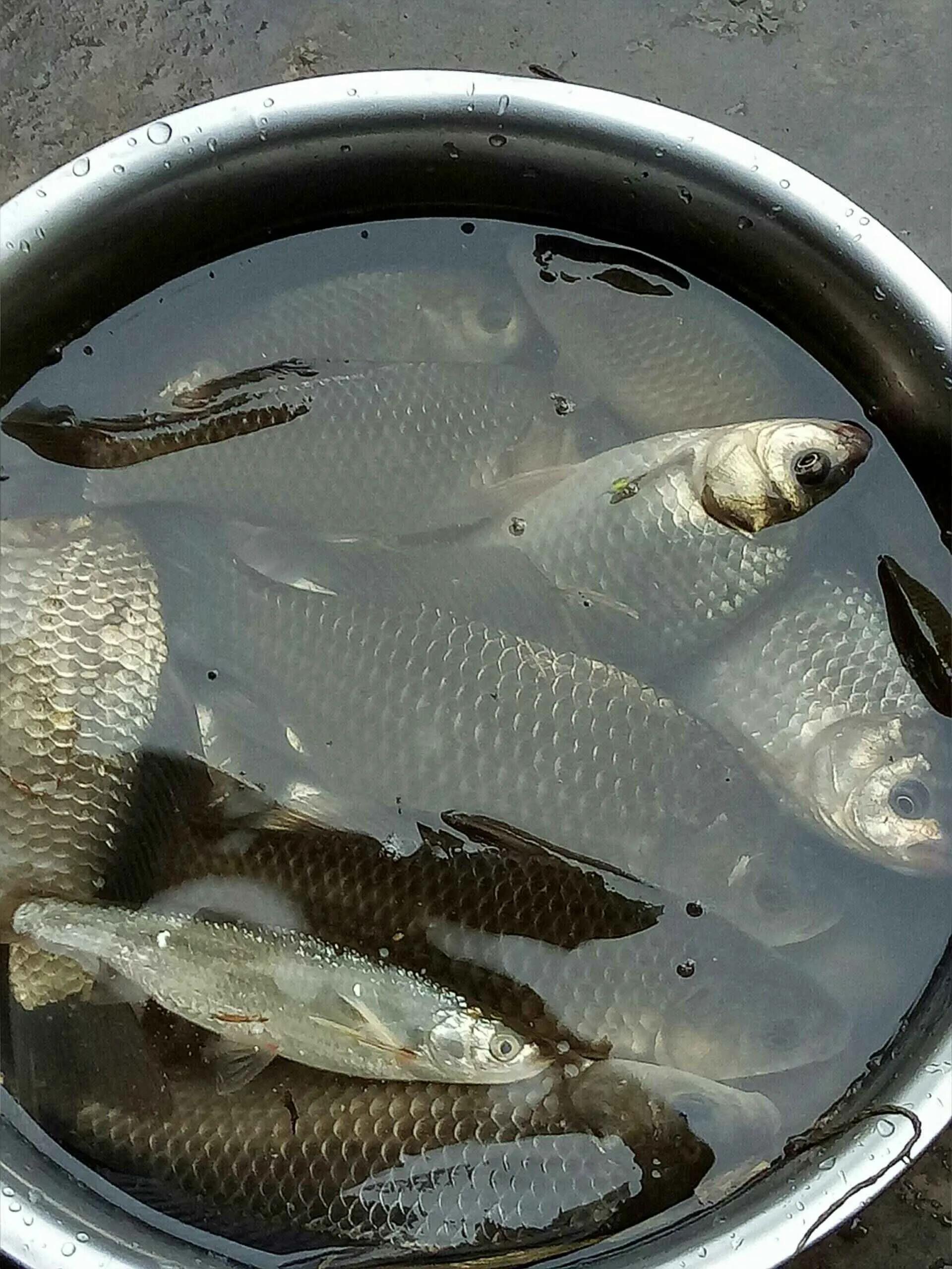 鲫鱼吃饵信号解读_用红虫钓鱼怎么调漂_野钓鲫鱼调漂法