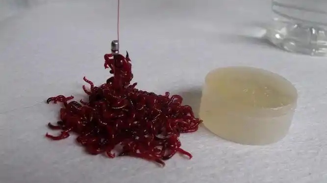 用红虫钓鱼怎么调漂_传统钓红虫搭摇三摇_红虫搭配摇三摇避杂鱼技巧