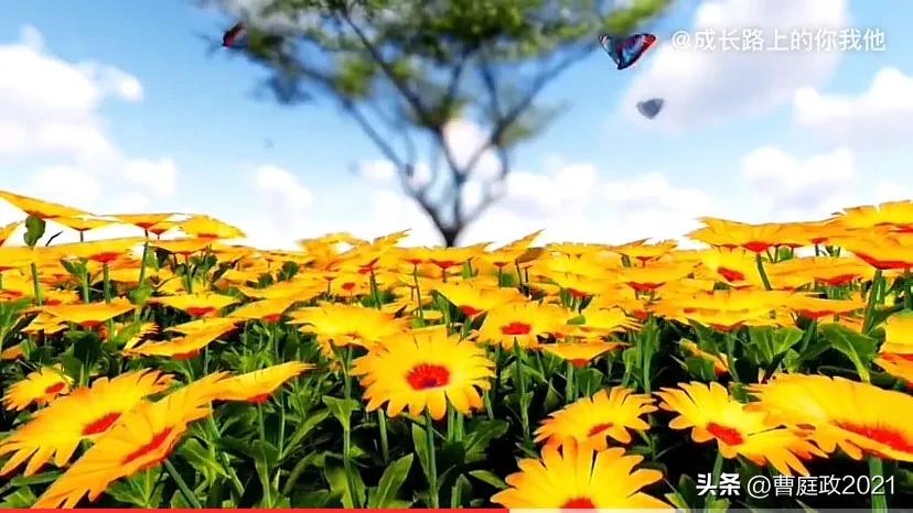 生活中的博弈论——蔡格尼克效应