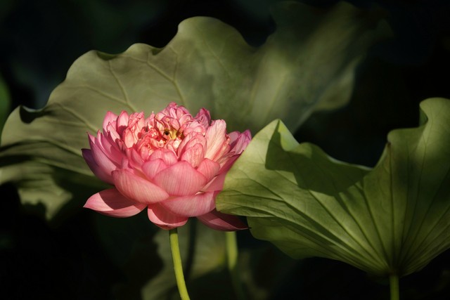 遇见的温暖_人生若只如初见_遇见你，我的幸福