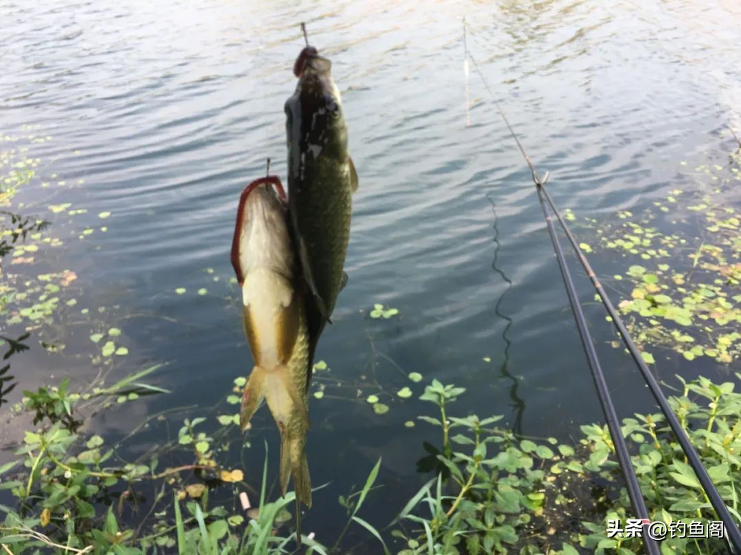 鱼多口凶饵料关系_用红虫钓鱼怎么调漂_台钓顿口技巧