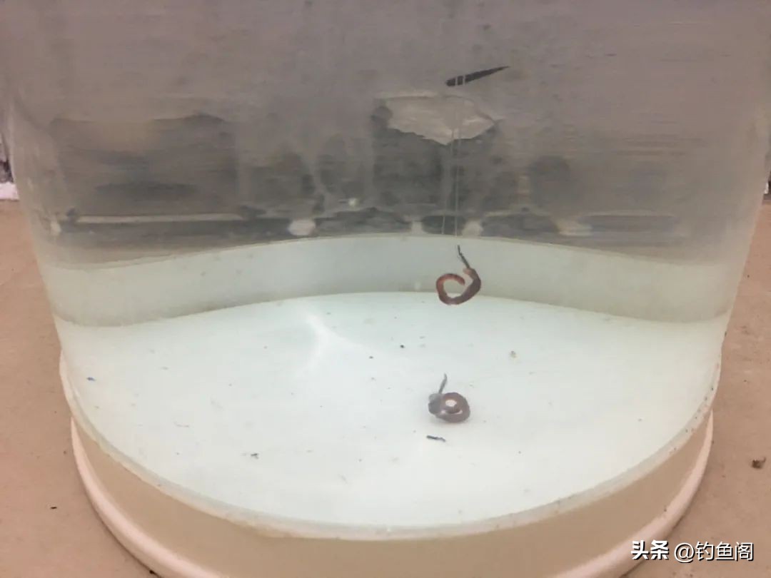 台钓顿口技巧_鱼多口凶饵料关系_用红虫钓鱼怎么调漂