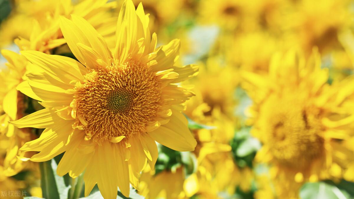 植物生长素_生活应用方面的知识_海水颜色原理